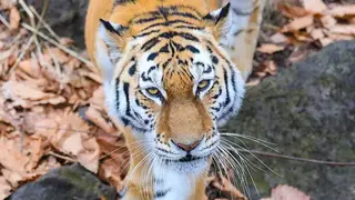 В Приморье отловили двух тигров, бродивших у поселков