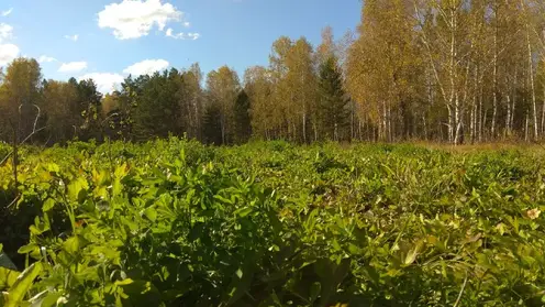 15 общественных лесных инспекторов начали работать на севере Красноярского края