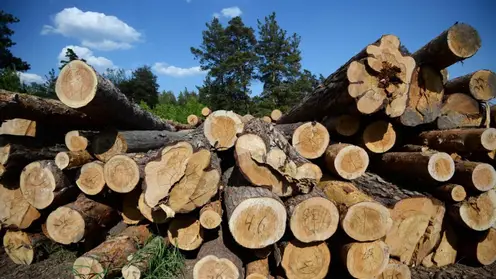 Объём незаконно заготовленной древесины в Красноярском крае уменьшился на 30 %