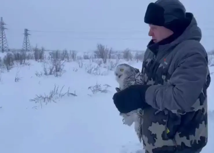 На севере Красноярского края спасли залетевшую в вентиляцию сову