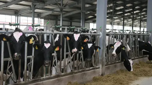 Сельхозпредприятия Красноярского края начнут разводить коров голштинской породы