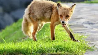 Бешенная лиса забежала во двор частного дома в Бурятии