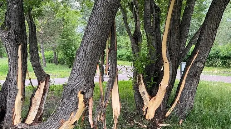 В Красноярске вандалы содрали кору с плакучей ивы в озеро-парке «Октябрьский»