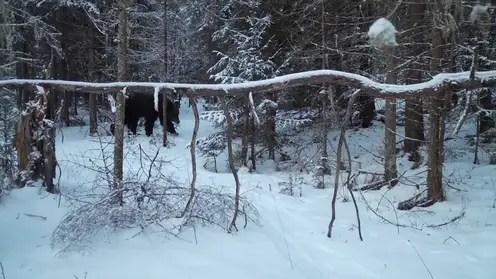 Увеличение популяции медведей до 70 особей ожидают в нацпарке «Красноярские Столбы»