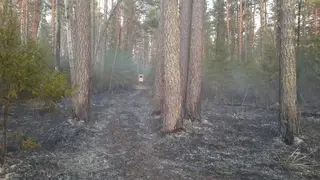 Сибирские лесные пожары могут понизить температуры в Евразии на 0,3 градуса Цельсия
