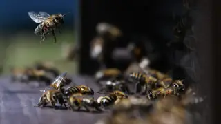 В Шарыповском районе из-за обработки полей пестицидами погибли пчёлы