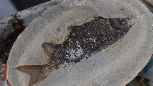 В Красноярском крае нашли останки доисторической хищной рыбы